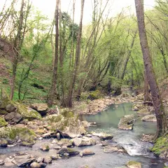 Un ruscello serpeggia tra rocce muschiose e alberi fitti, un angolo selvaggio del Monte Rufeno.