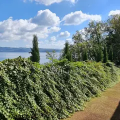 Un sentiero fiancheggiato da un muro di pietra e una siepe rigogliosa conduce alla vista del **lago di Capodimonte**, con un'isola in lontananza sotto un cielo azzurro e nuvoloso.