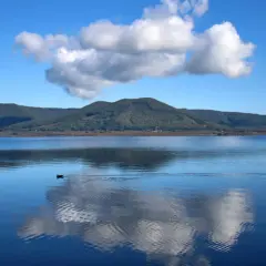 Un uccello nuota nel lago di **Ronciglione**, riflettendo le nuvole bianche su un cielo azzurro.