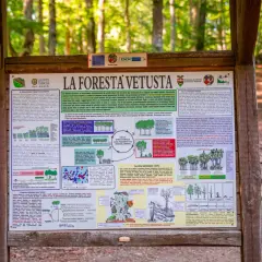 La faggeta del Monte Cimino, un ecosistema vetusto dove alberi secolari convivono con nuove generazioni, mostrando il ciclo vitale della foresta.