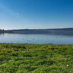 Prato verde e uccelli acquatici sul lago di Vico, con la faggeta sullo sfondo sotto un cielo azzurro.