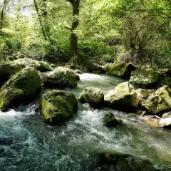 Ruscelli gorgoglianti e rocce muschiose nella rigogliosa valle del Treja, immersi nella luce solare filtrata dagli alberi.