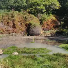 Acqua torbida e vegetazione rigogliosa nella valle del Mignone, con rocce e un sentiero che si perde tra i boschi.
