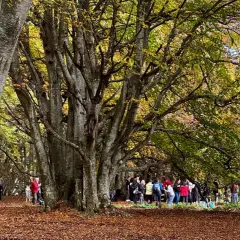 Un sentiero in una faggeta autunno, con foglie dorate a terra e un gruppo di persone che passeggiano tra gli alberi imponenti.
