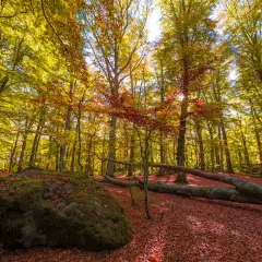 Foliage autunnale nel bosco del monte Cimino, con un grande masso muschioso e tronchi caduti coperti di foglie rosse.