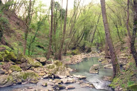 Un ruscello serpeggia tra rocce muschiose e alberi fitti, un angolo selvaggio del Monte Rufeno.