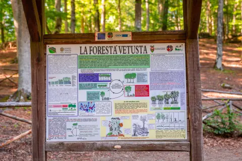 La faggeta del Monte Cimino, un ecosistema vetusto dove alberi secolari convivono con nuove generazioni, mostrando il ciclo vitale della foresta.