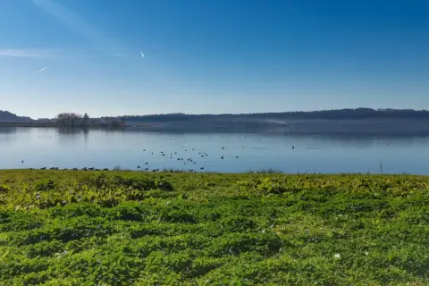 Prato verde e uccelli acquatici sul lago di Vico, con la faggeta sullo sfondo sotto un cielo azzurro.