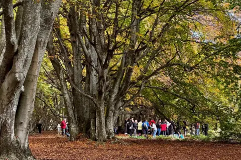 Un sentiero in una faggeta autunno, con foglie dorate a terra e un gruppo di persone che passeggiano tra gli alberi imponenti.