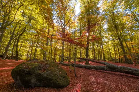Foliage autunnale nel bosco del monte Cimino, con un grande masso muschioso e tronchi caduti coperti di foglie rosse.