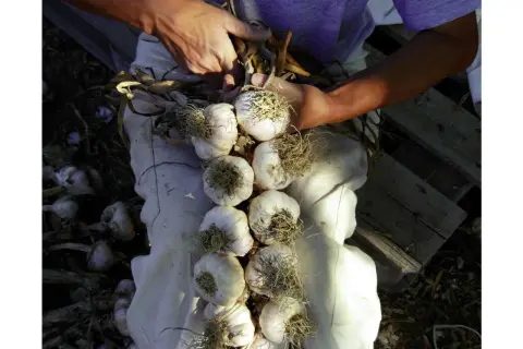 Mani intrecciano fili per creare una treccia di aglio rosso di Proceno, pronto per essere appeso.