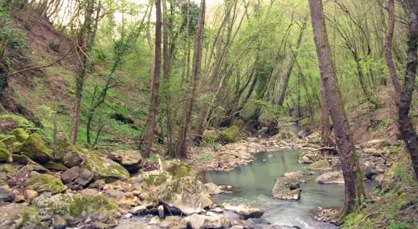 Un ruscello serpeggia tra rocce muschiose e alberi fitti, un angolo selvaggio del Monte Rufeno.