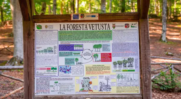 La faggeta del Monte Cimino, un ecosistema vetusto dove alberi secolari convivono con nuove generazioni, mostrando il ciclo vitale della foresta.