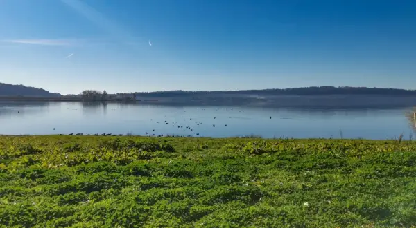 Prato verde e uccelli acquatici sul lago di Vico, con la faggeta sullo sfondo sotto un cielo azzurro.