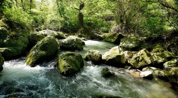 Ruscelli gorgoglianti e rocce muschiose nella rigogliosa valle del Treja, immersi nella luce solare filtrata dagli alberi.