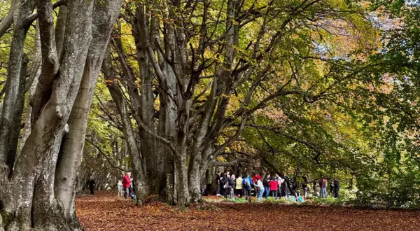 Un sentiero in una faggeta autunno, con foglie dorate a terra e un gruppo di persone che passeggiano tra gli alberi imponenti.