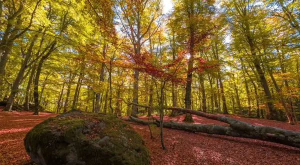 Foliage autunnale nel bosco del monte Cimino, con un grande masso muschioso e tronchi caduti coperti di foglie rosse.