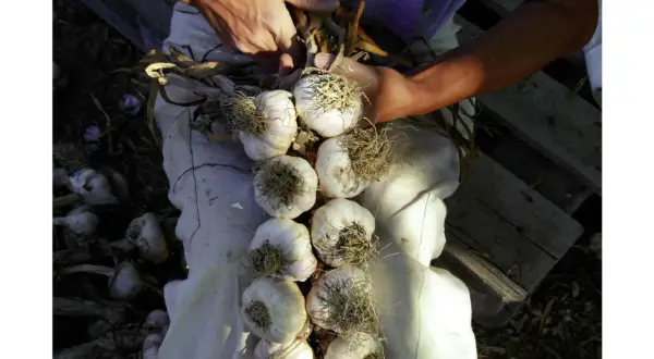 Mani intrecciano fili per creare una treccia di aglio rosso di Proceno, pronto per essere appeso.