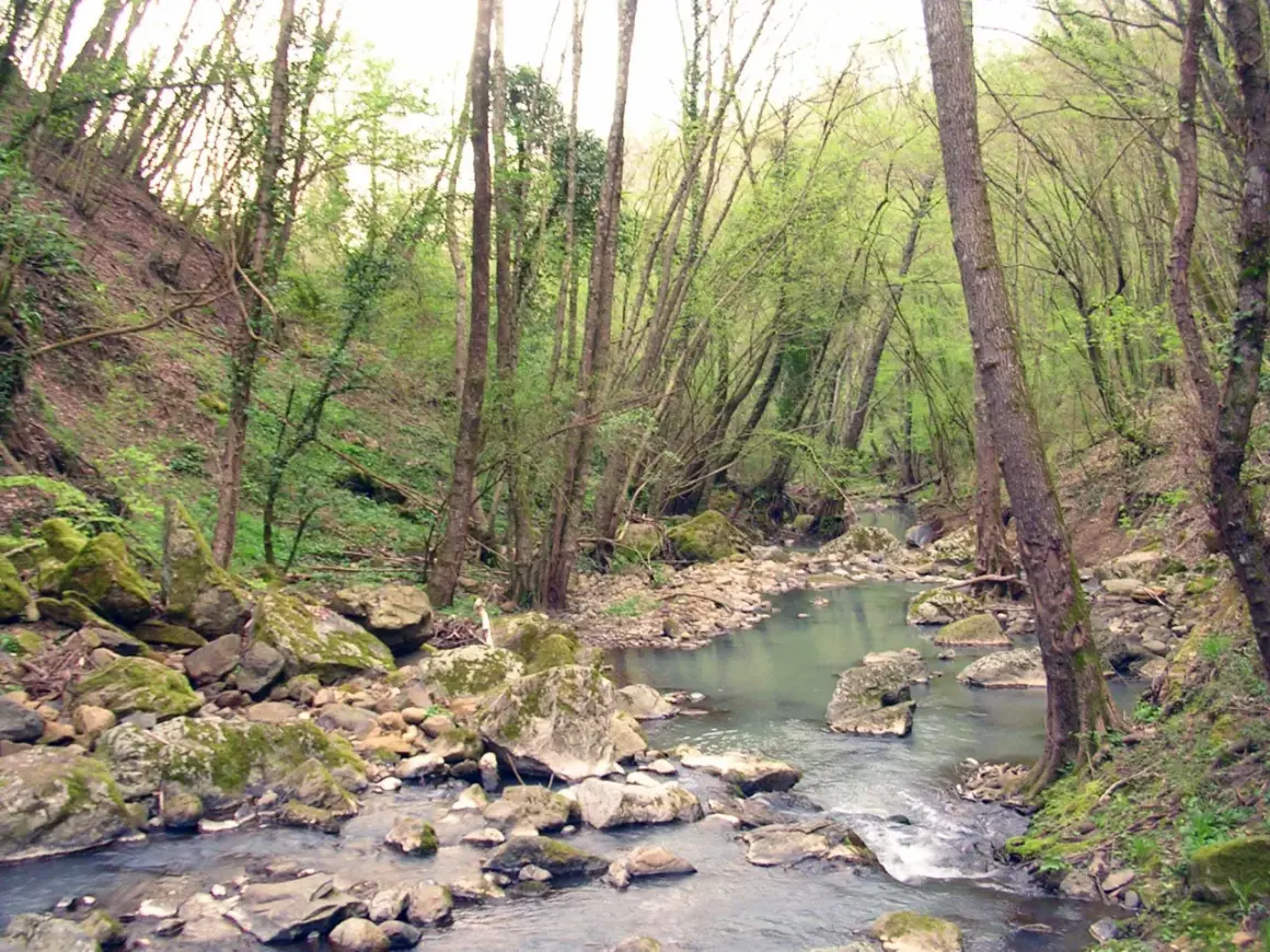 Un ruscello serpeggia tra rocce muschiose e alberi fitti, un angolo selvaggio del Monte Rufeno.