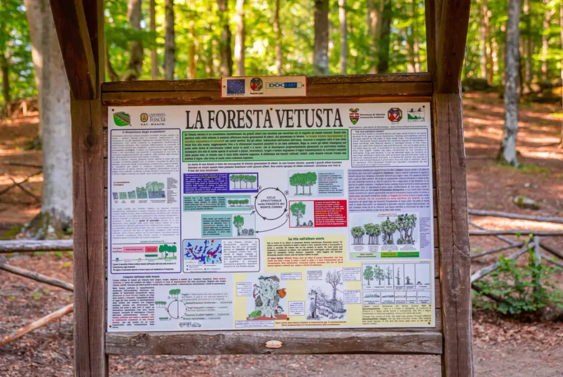 La faggeta del Monte Cimino, un ecosistema vetusto dove alberi secolari convivono con nuove generazioni, mostrando il ciclo vitale della foresta.