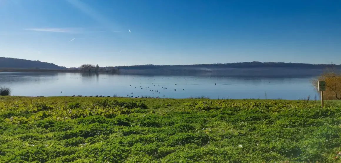 Prato verde e uccelli acquatici sul lago di Vico, con la faggeta sullo sfondo sotto un cielo azzurro.