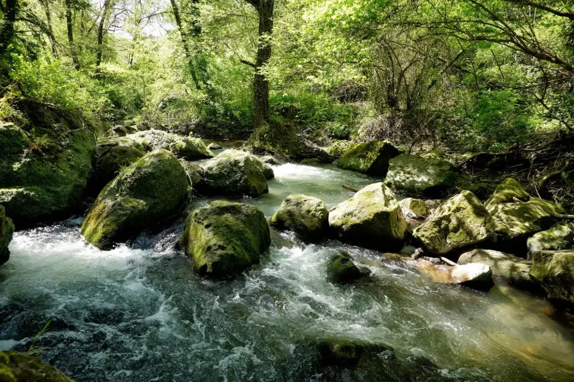 Ruscelli gorgoglianti e rocce muschiose nella rigogliosa valle del Treja, immersi nella luce solare filtrata dagli alberi.