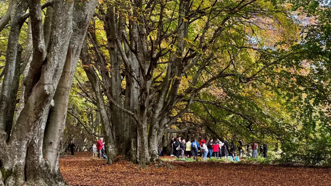 Un sentiero in una faggeta autunno, con foglie dorate a terra e un gruppo di persone che passeggiano tra gli alberi imponenti.