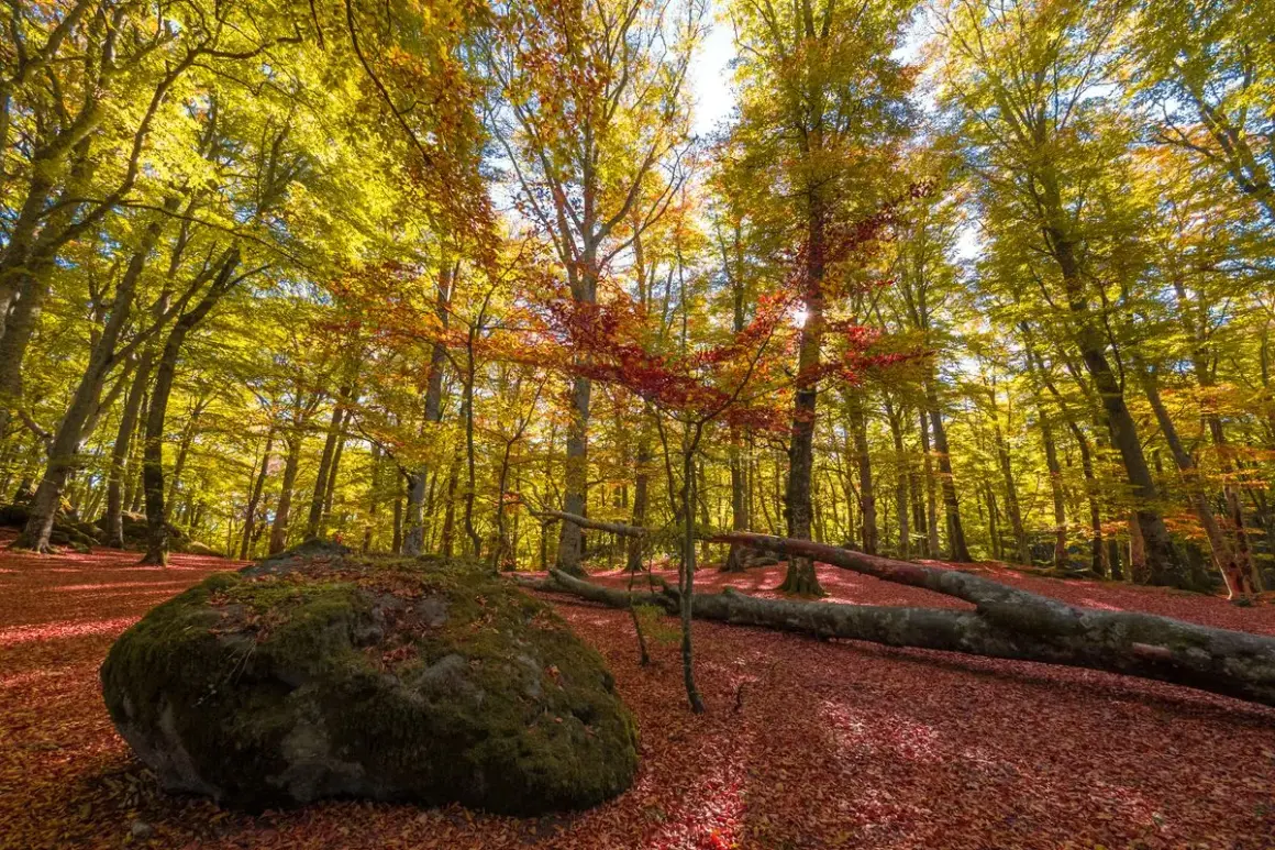 Foliage autunnale nel bosco del monte Cimino, con un grande masso muschioso e tronchi caduti coperti di foglie rosse.