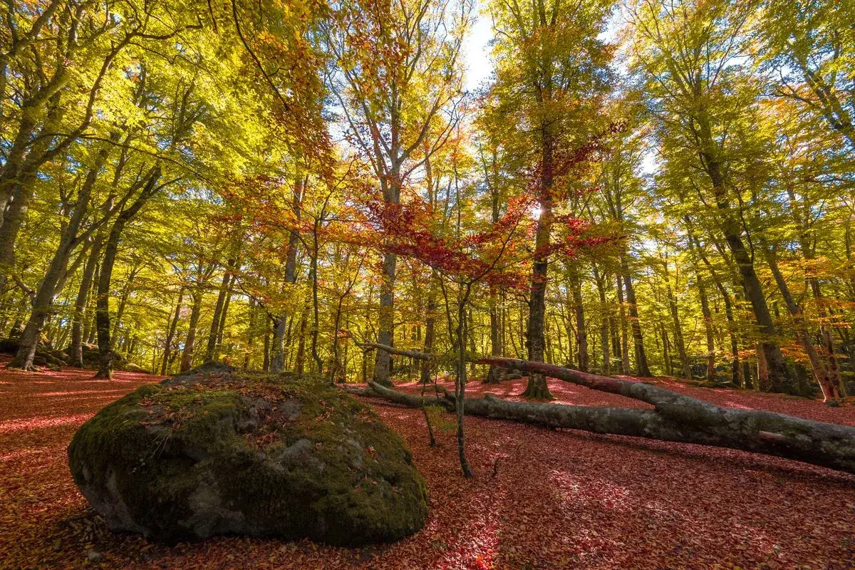 Monte Cimino - Guida all'escursione perfetta nella faggeta