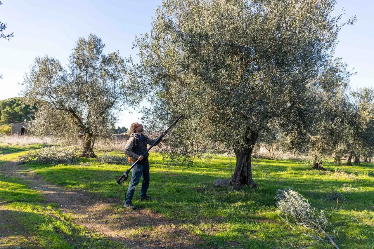 Uomo pota ulivo con attrezzo elettrico in un campo. Raccolta olive per olio viterbo.