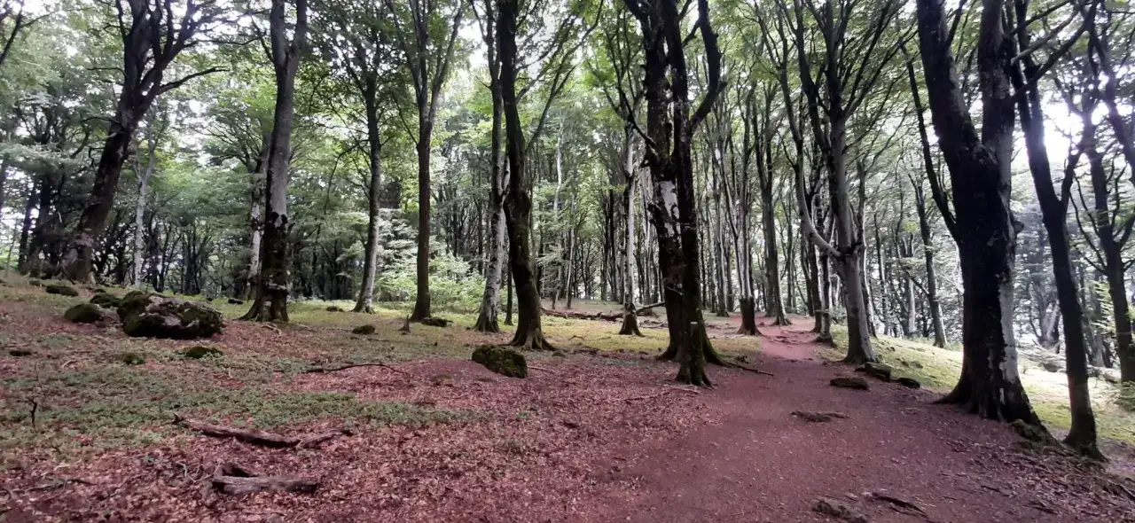 Sentiero nella faggeta del Monte Cimino, tra faggi secolari e rocce muschiate.