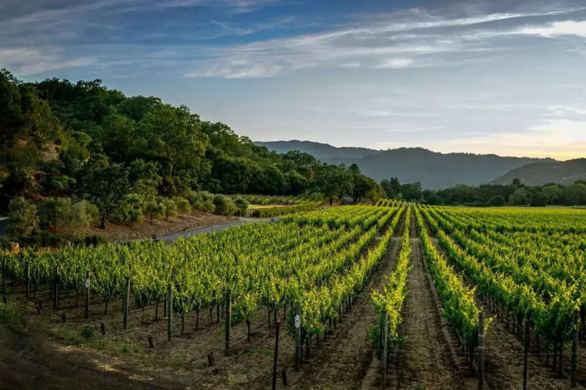 Vigneti rigogliosi sotto un cielo azzurro, un paesaggio che evoca la promessa di vini laziali famosi.