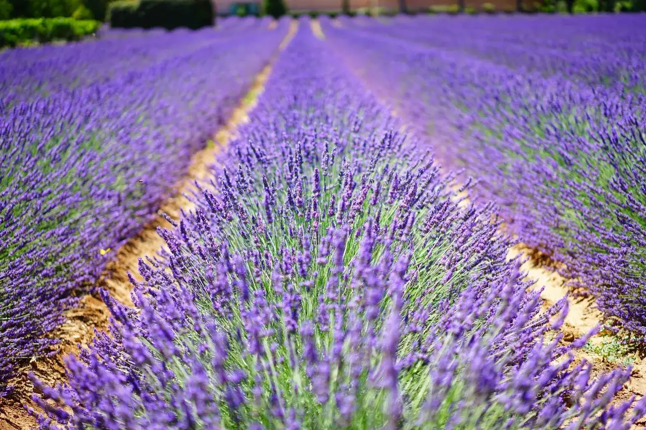 Campi di lavanda in fiore, un profumo inebriante che ricorda la campagna toscana.