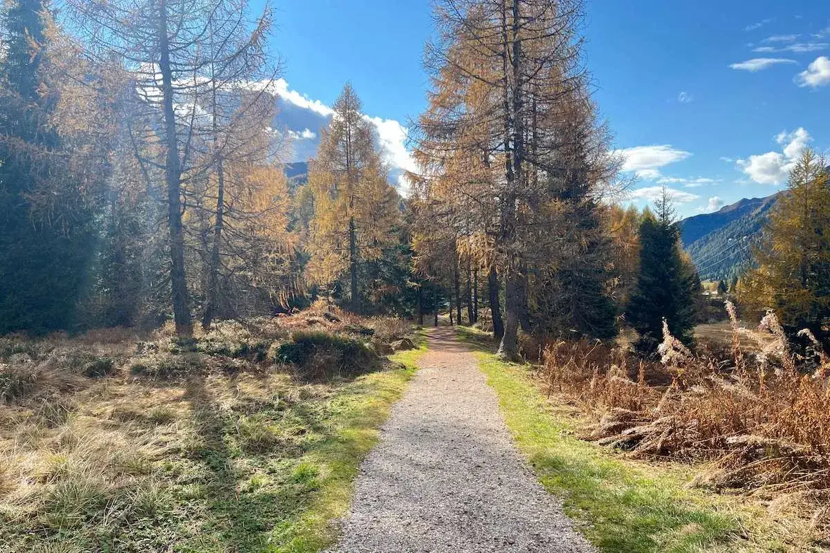 Sentiero nel bosco autunnale vicino al lago di San Pellegrino, con larici dorati e cielo azzurro.