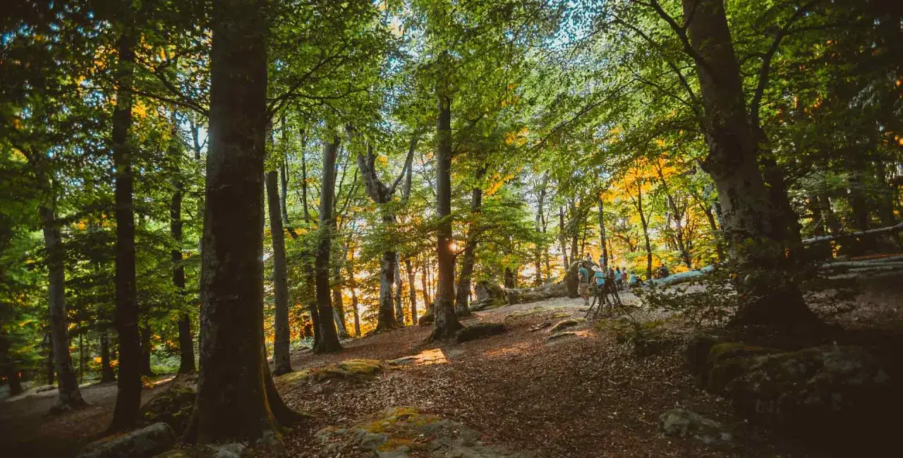 Luce dorata filtra tra le foglie di una faggeta autunno. Un sentiero tra rocce e foglie secche conduce a un gruppo di persone che ammirano il paesaggio.