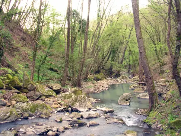 Un ruscello serpeggia tra rocce muschiose e alberi fitti, un angolo selvaggio del Monte Rufeno.