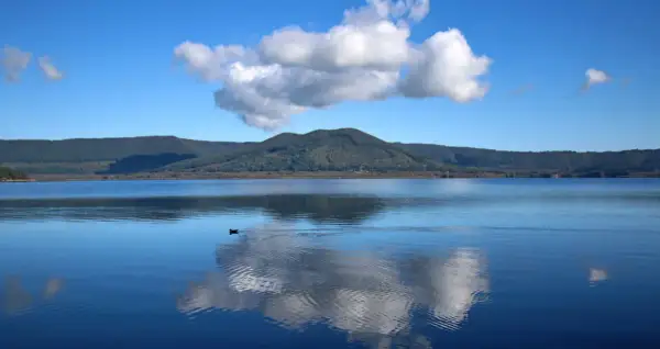 Un uccello nuota nel lago di **Ronciglione**, riflettendo le nuvole bianche su un cielo azzurro.