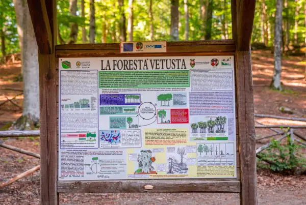 La faggeta del Monte Cimino, un ecosistema vetusto dove alberi secolari convivono con nuove generazioni, mostrando il ciclo vitale della foresta.