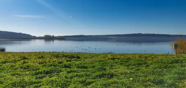 Prato verde e uccelli acquatici sul lago di Vico, con la faggeta sullo sfondo sotto un cielo azzurro.