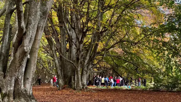 Un sentiero in una faggeta autunno, con foglie dorate a terra e un gruppo di persone che passeggiano tra gli alberi imponenti.